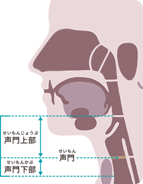 喉頭がんの特徴と原因　イメージ画像