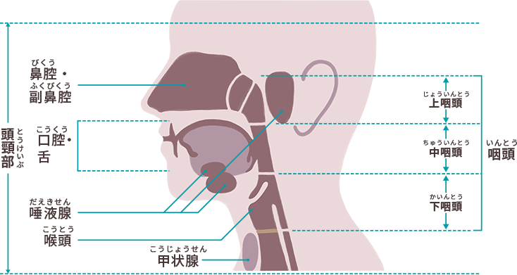 図　頭頸部がんが発生する主な部位