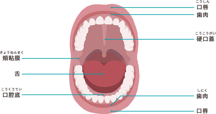 図1 口腔の部位
