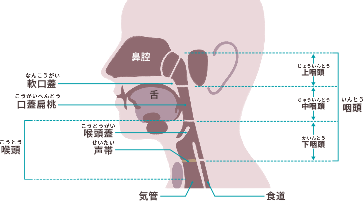咽頭がん | 頭頸部がんの種類 | 頭頸部がんを調べる | 頭頸部がんとともに | ステラファーマ株式会社