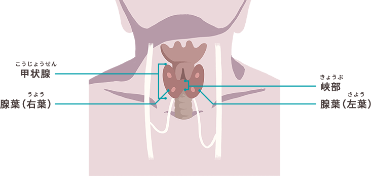 図1 甲状腺の部位