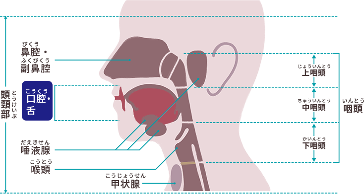 図1　口腔がん・舌がんができる部位