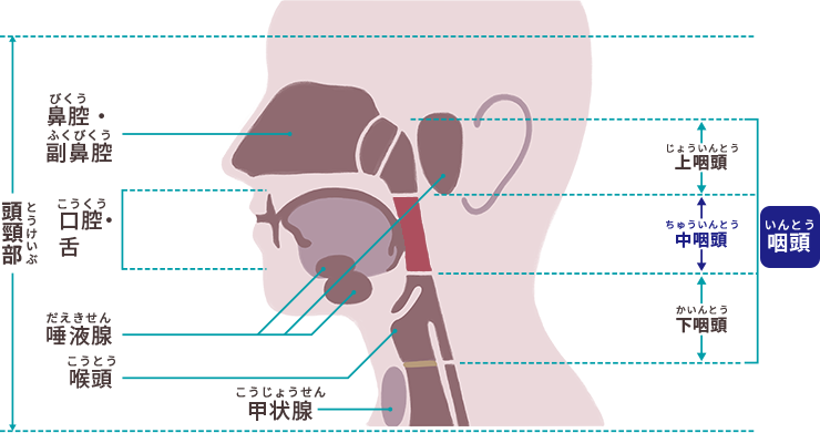 図3　中咽頭がんができる部位