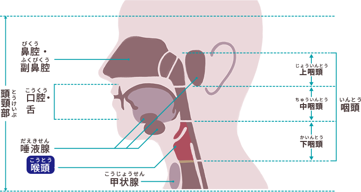 図5　喉頭がんができる部位